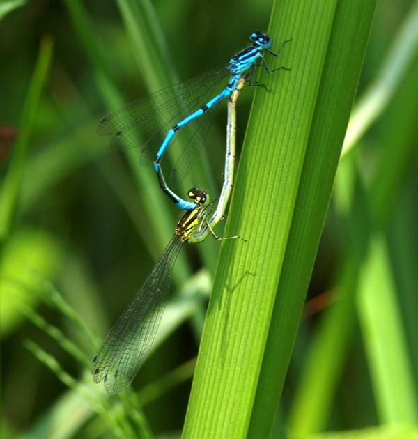 Odonata Coenagrion